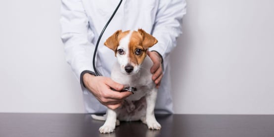 small dog sitting on vet exam table getting checkup