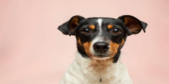 Medium Sized Dog Staring Directly Into The Camera