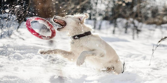 Dog Playing In Snow