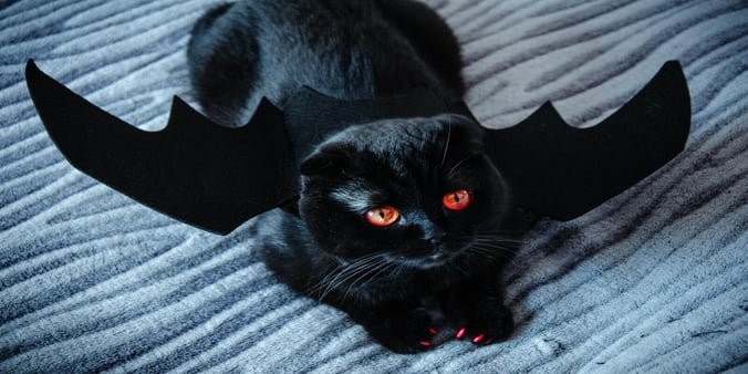 Black Cat Dressed As Bat