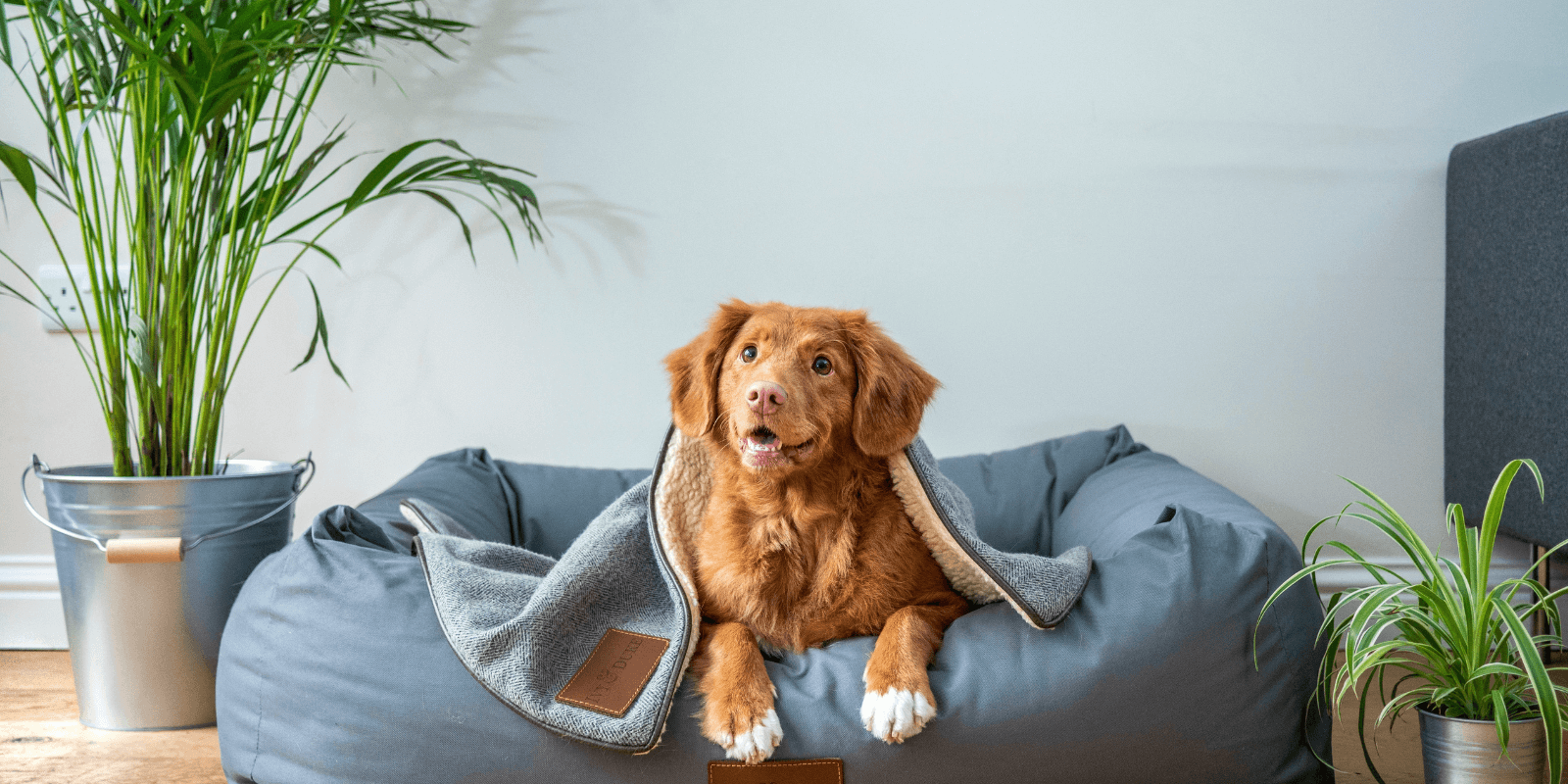 Golden long-haired dog looking happy inside a dog bed