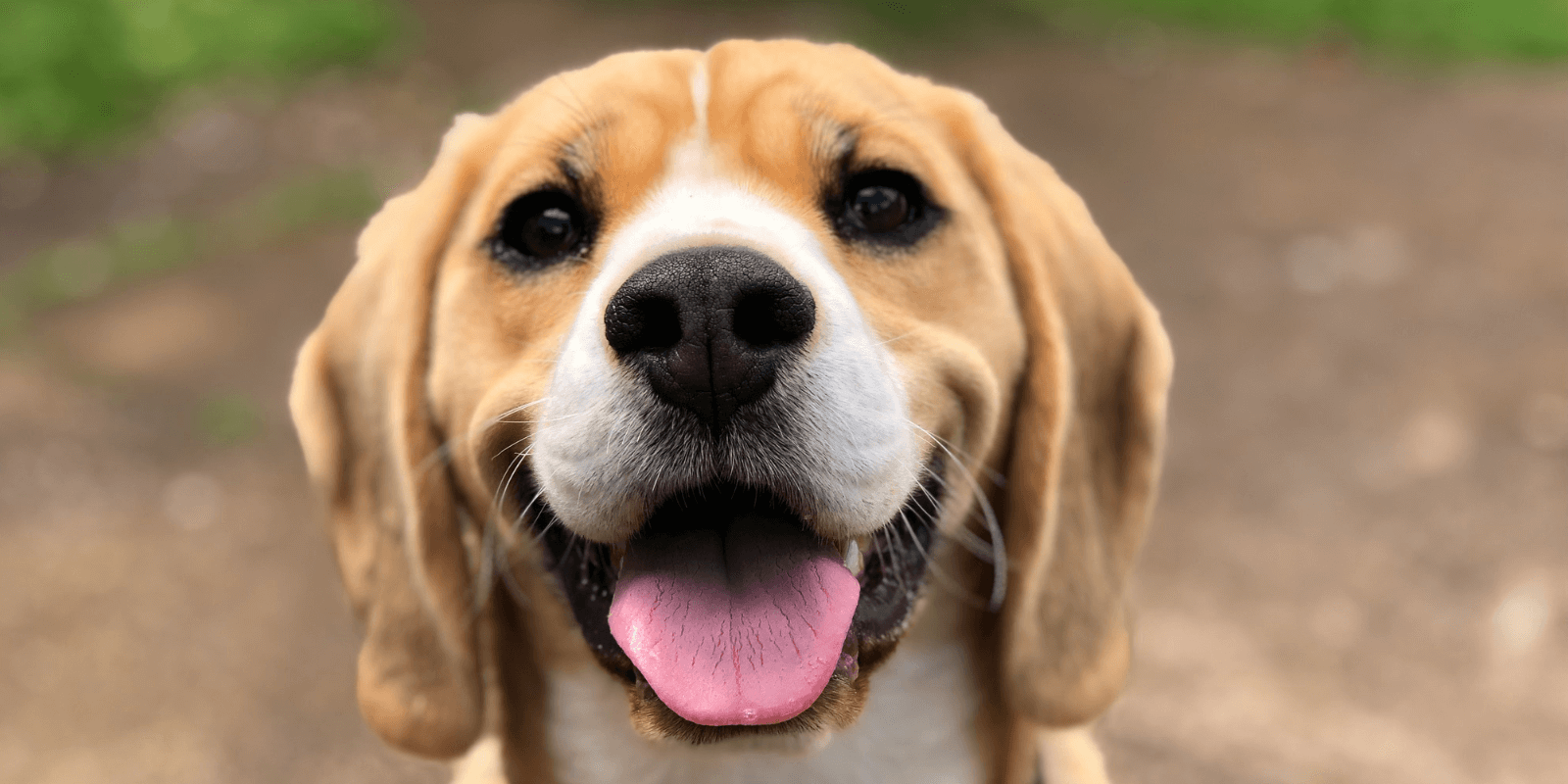Close-up photo of a smiling Beagle