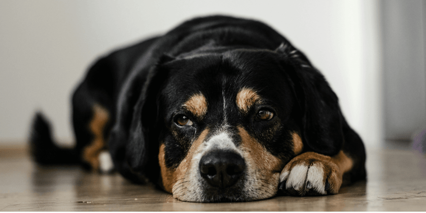 Tri-colored dog laying on its paws on a wooden floor