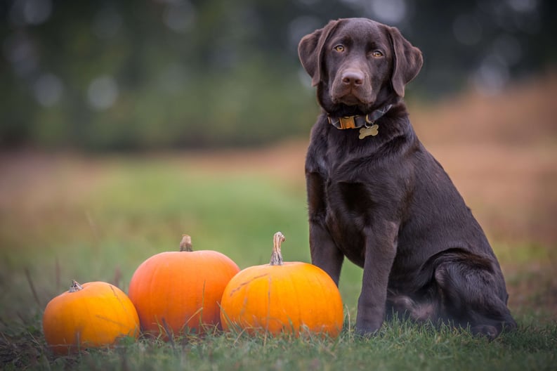 Black Labrador With Pumpkins