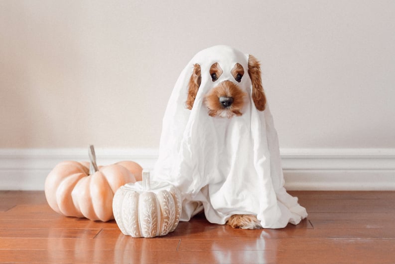 Dog Dressed As Ghost