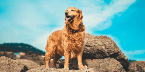 Happy adult Golden Retriever standing on a large rock against a blue sky