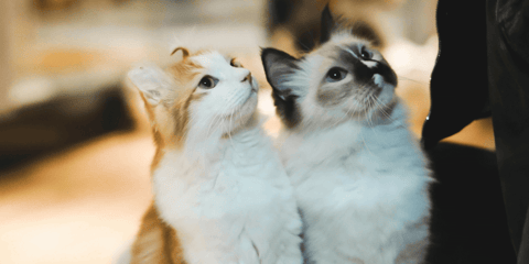 Hookworms are intestinal parasites that can infect cats and cause a range of issues. Learn how to identify hookworms, and how to treat them. 