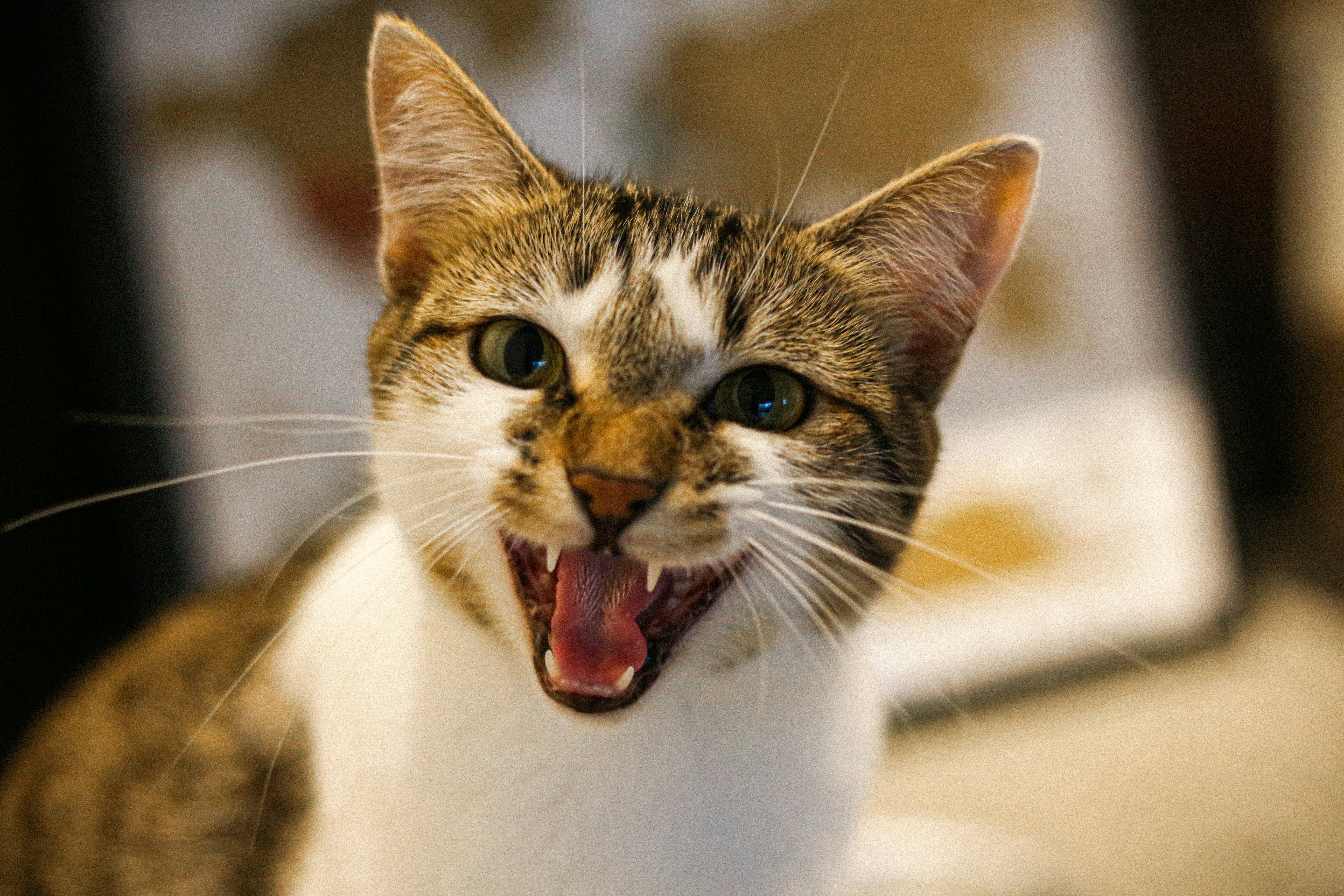 Up close photo of a white and gray cat with its mouth open