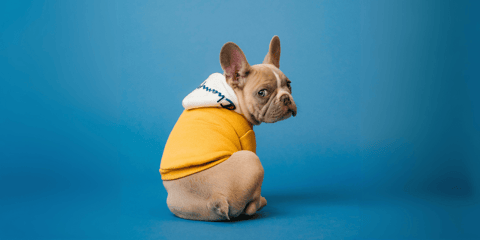 Small Frenchie in a yellow Champion hoodie