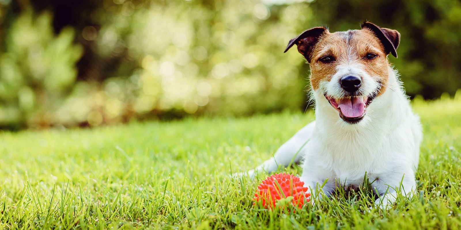 Happy dog sitting in grass with ball