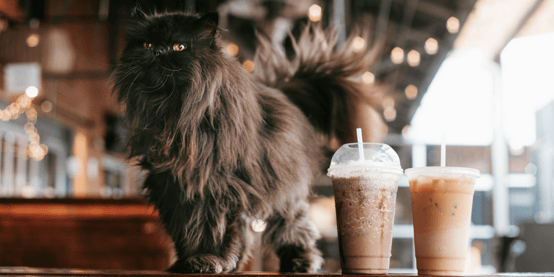 Floofy brown/black cat standing next to iced coffee cups