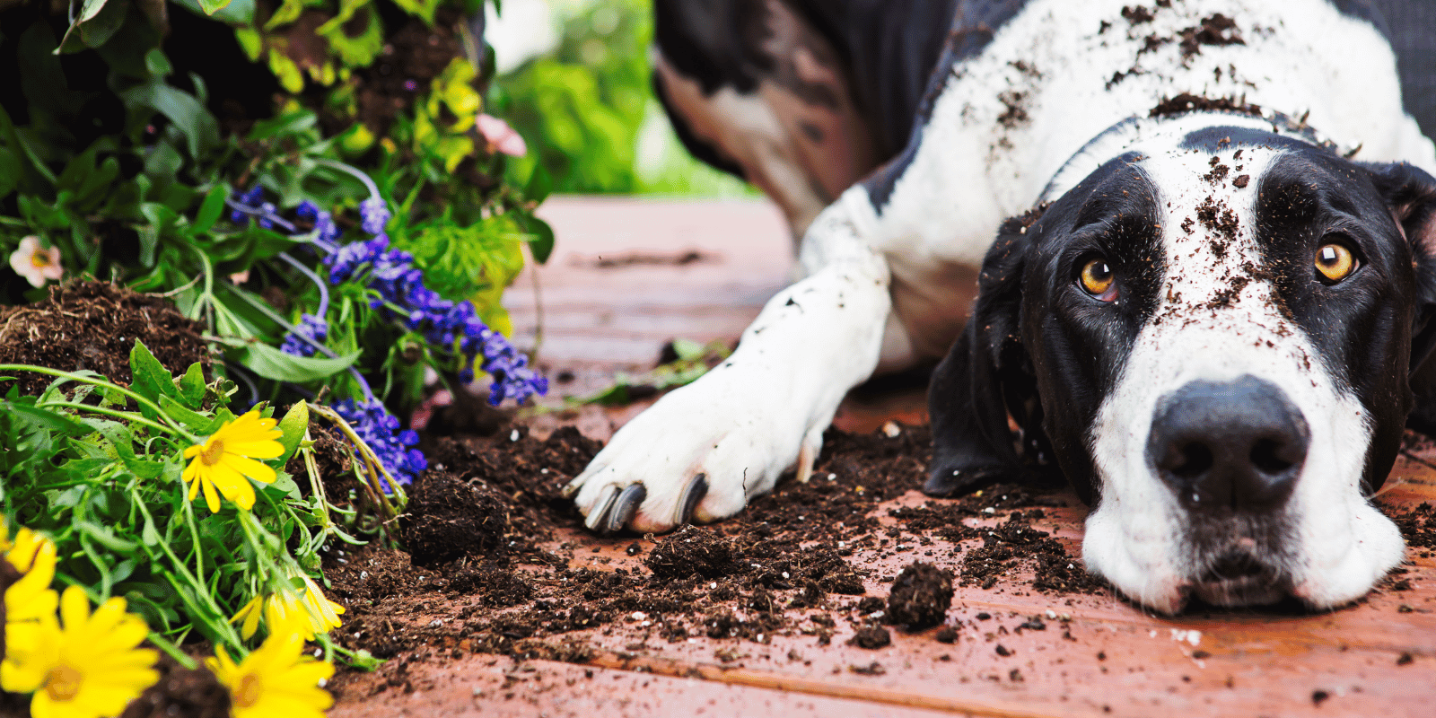 Black and white dog laying down next to outdoor garden plants that have been dug up. Innocently with dirt on his face and paws.