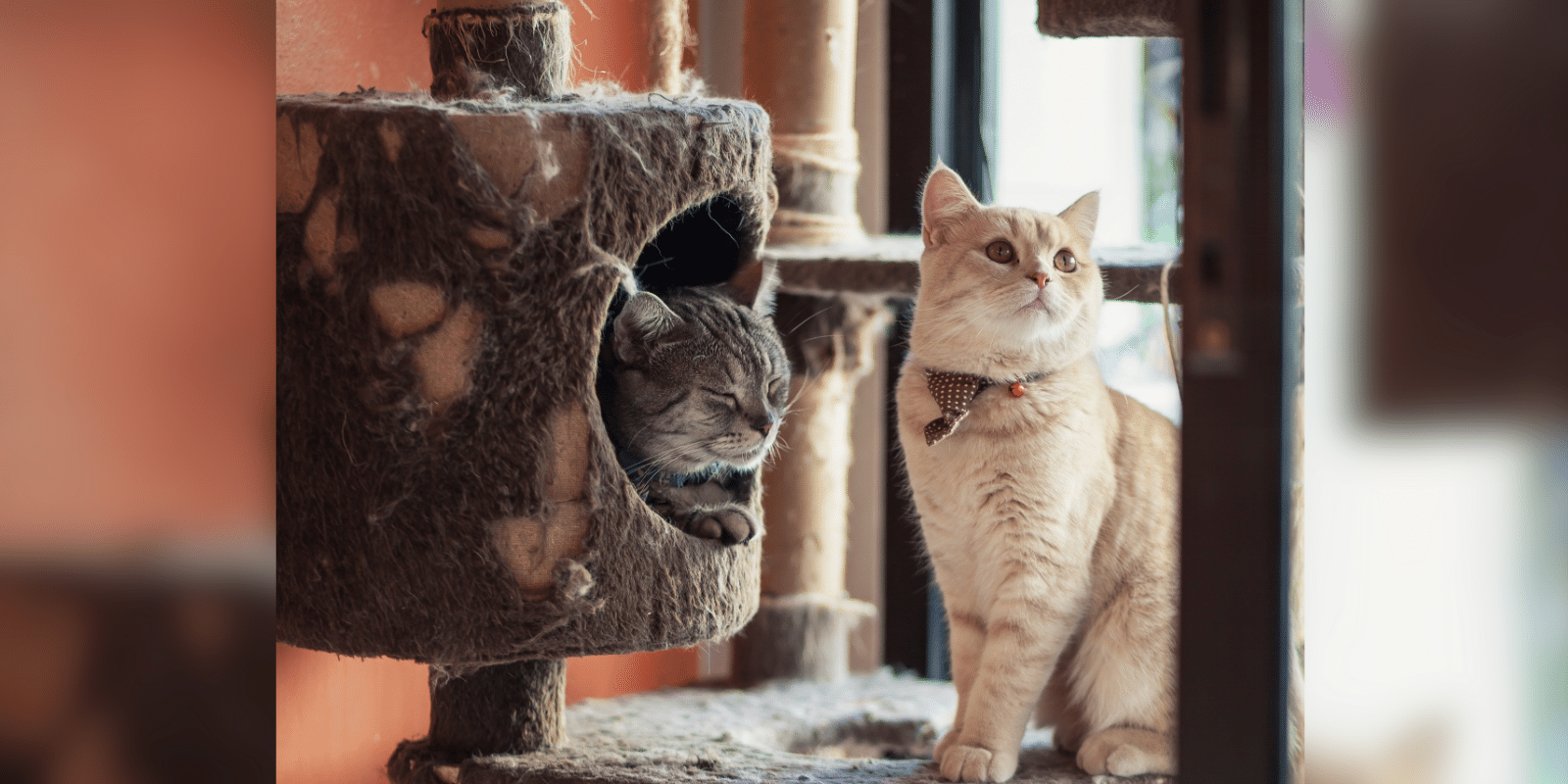 Two cats at a cat cafe on cat tree. Gray cat in tree "limb", orange cat sitting to the side