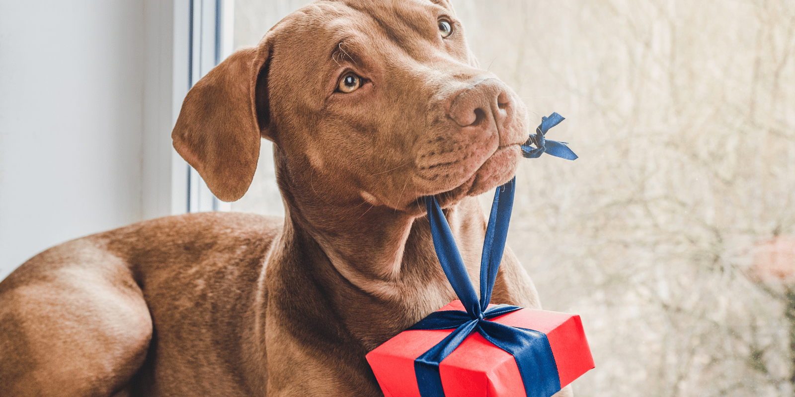 Brown puppy holding red gift box with blue ribbon in its mouth