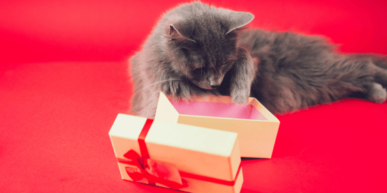 Gray kitten on red background looking into empty tan gift box with red ribbon