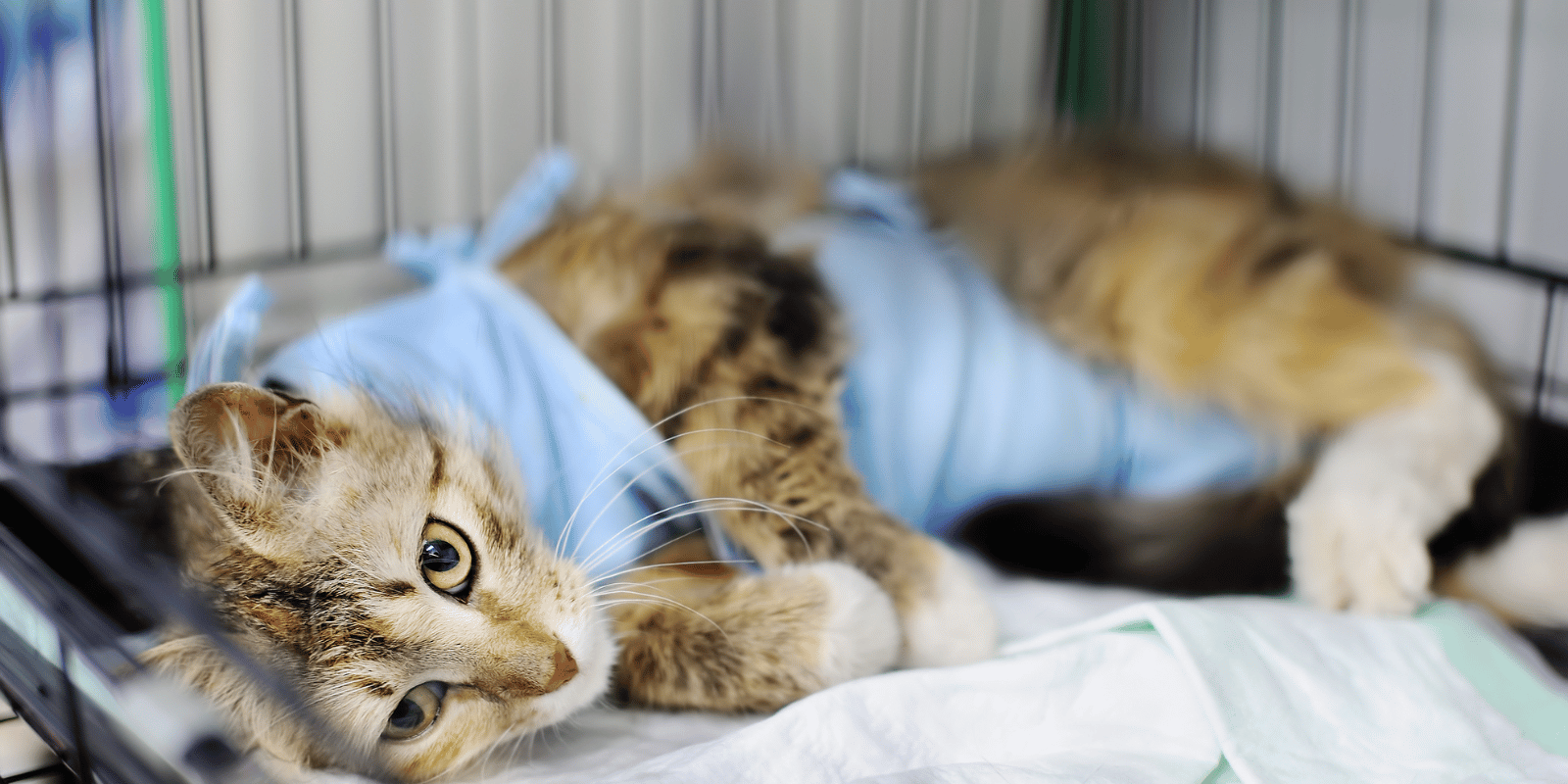 Tan and black cat with blue bandages on chest and groin