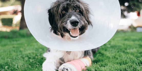 Shaggy dog in cone with peach bandage on paw