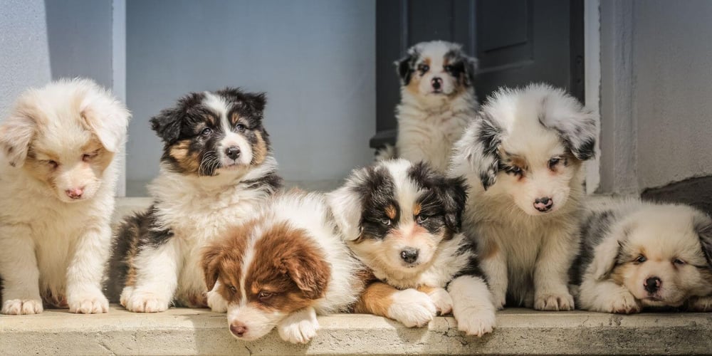 Front porch with seven Aussie puppies