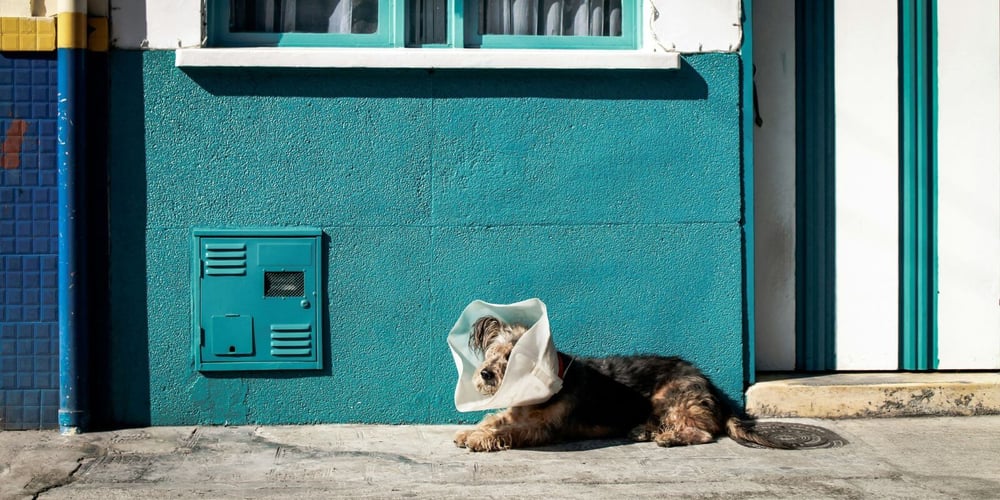 Shaggy dog sitting on the sidewalk wearing plastic cone