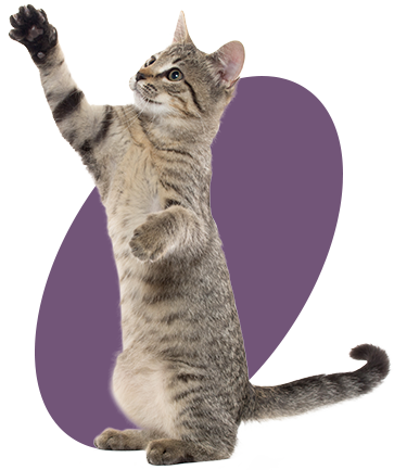Kitten reaching up being playfull