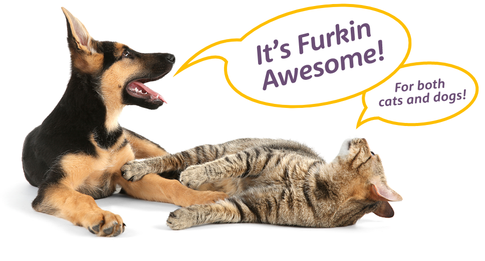 Puppy and cat talking - It's Furkin Awesome