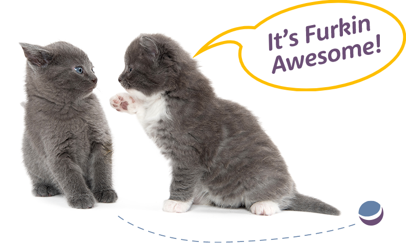 kitten talking to another saying "It's Furkin Awesome"