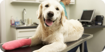 Golden retriever at the vet with a pink cast on arm Golden retriever at the vet with a pink cast on arm
