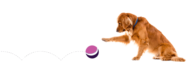 Golden retriever with ball