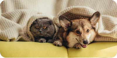 Gray cat and brown dog laying under a blanket together Gray cat and brown dog laying under a blanket together