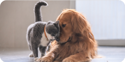 Gray cat rubbing head against golden retriever Gray cat rubbing head against golden retriever