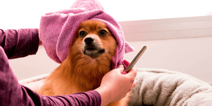 Brown Pomeranion wearing a pink bath towel on its head