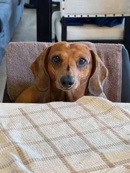 Red smooth dachshund sitting at a table