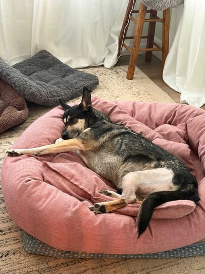 Furkin Member Lu laying on a pink dog bed