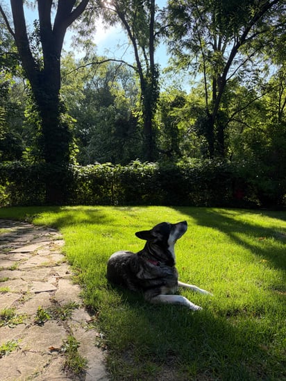 Furkin Member Lu laying in the grass