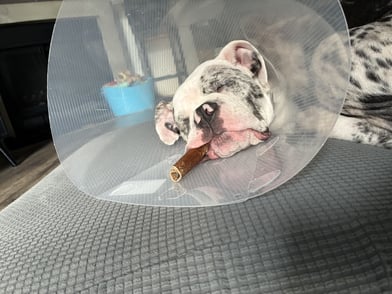 Furkin Member Davey | Olde english bulldog with a cone on his head and dog bone in his mouth