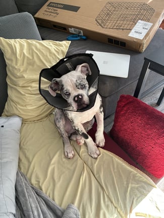 Furkin Member Davey | Olde English Bulldog with a cone on his head