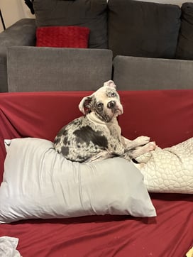 Furkin Member Dave | Olde English Bulldog