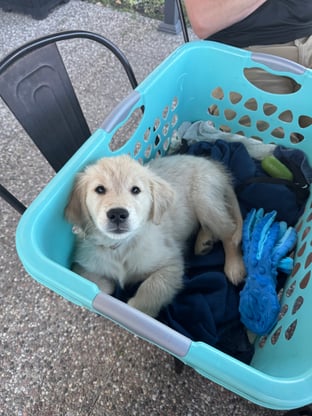 Golden retriever puppy in a laundry basket