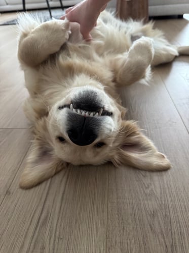 Golden retriever puppy laying on his back