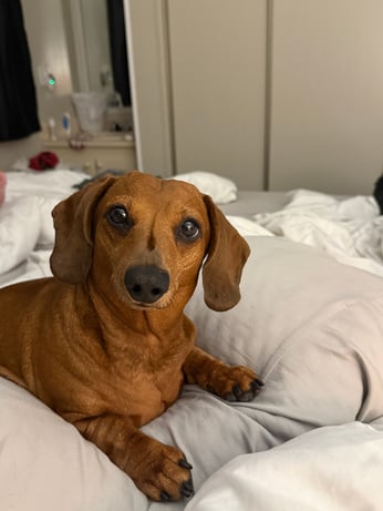Red smooth dachshund on a bed