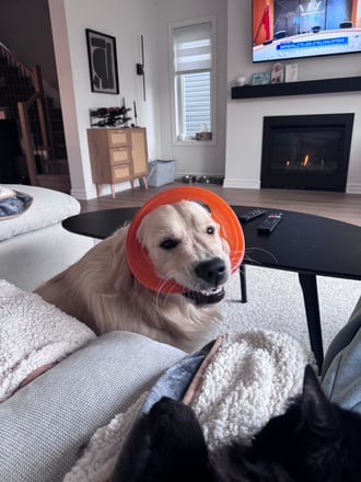 Golden retriever with an orange frisbee in his mouth