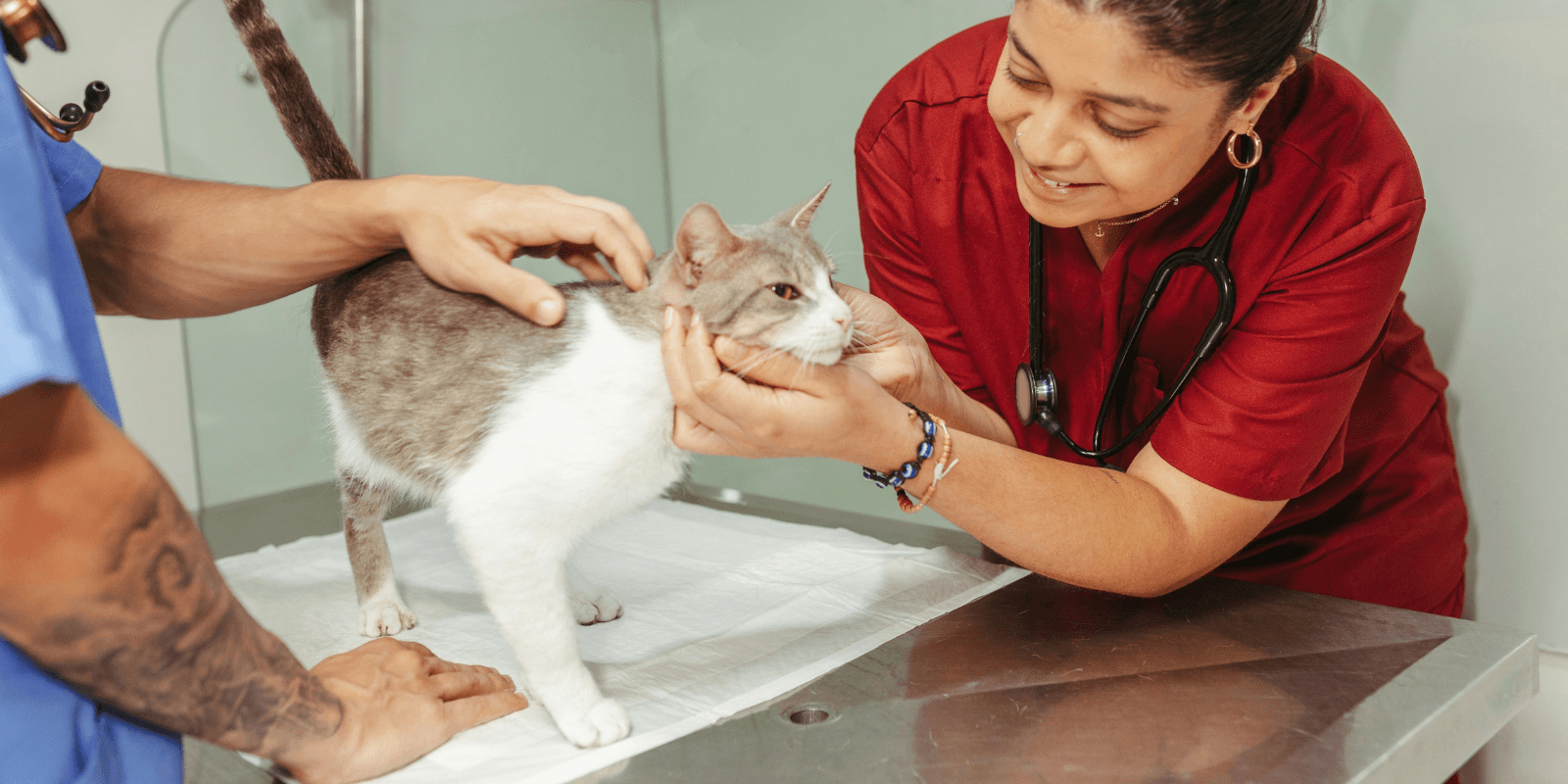 White and gray cat being examined by a vet