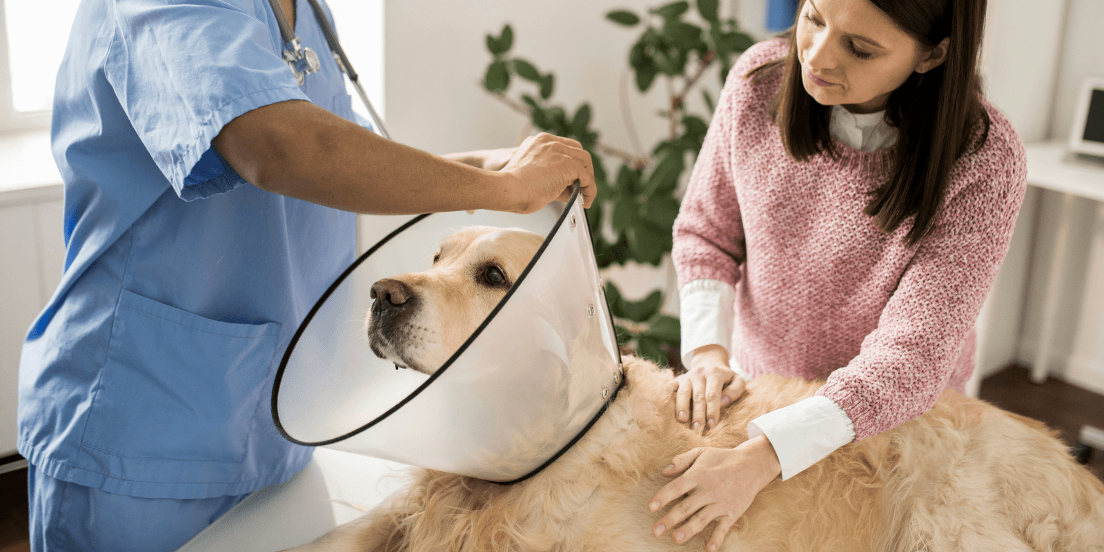 Vet fastening a plastic collar on a Golden Retriever