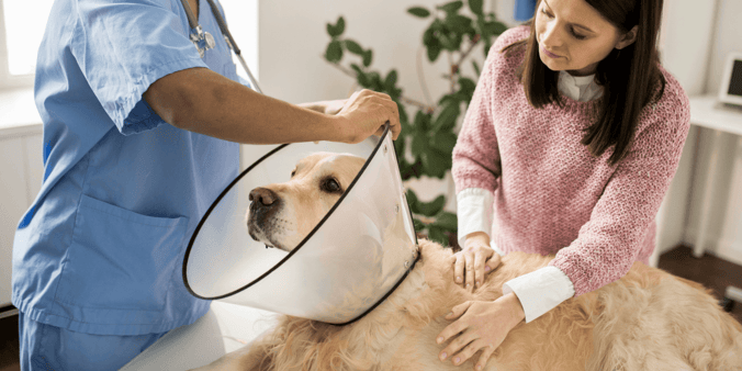 Vet fastening a plastic collar on a Golden Retriever