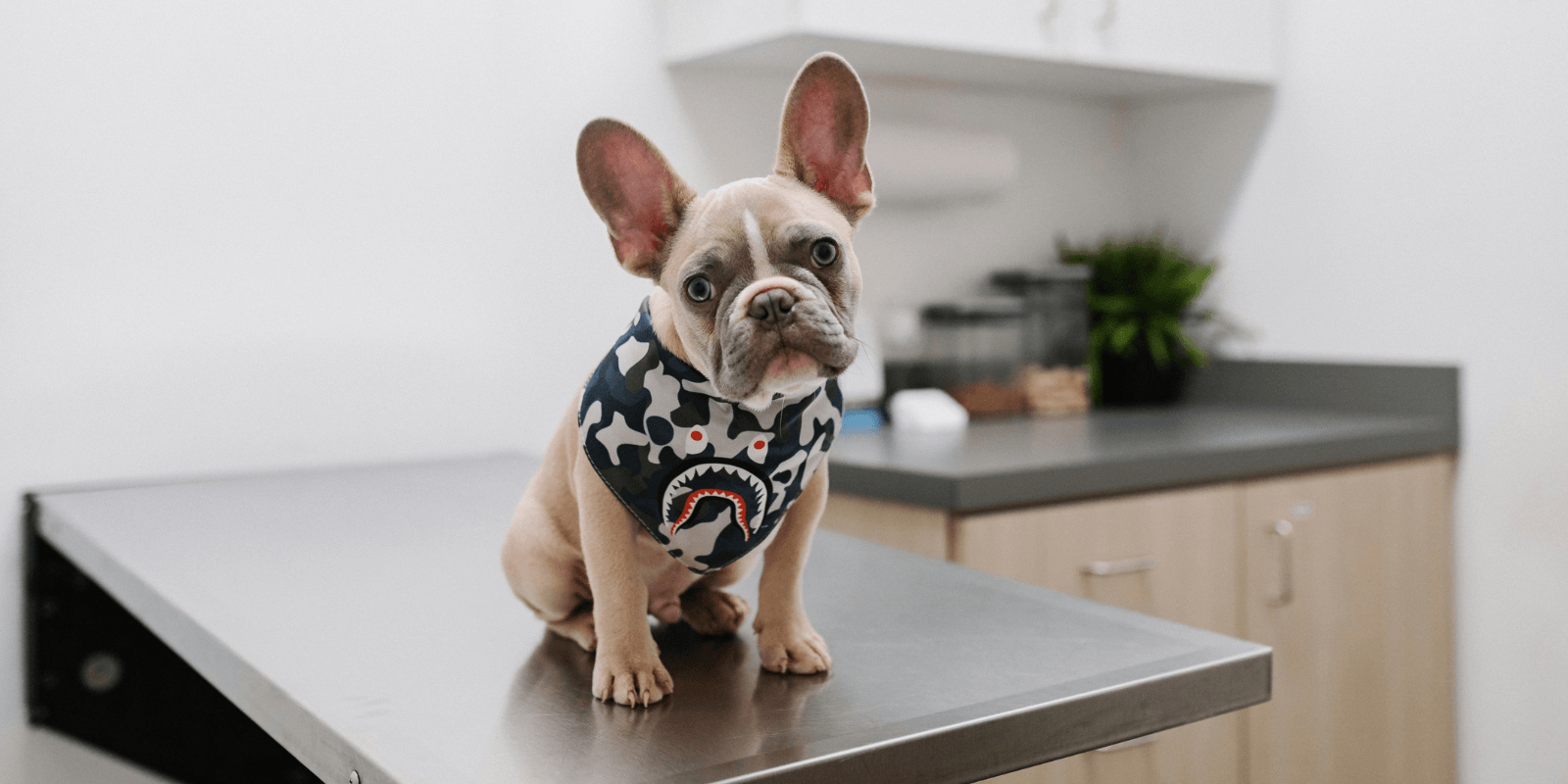 Fawn French Bulldog sitting on an exam table | Is Furkin Pet Insurance Good?