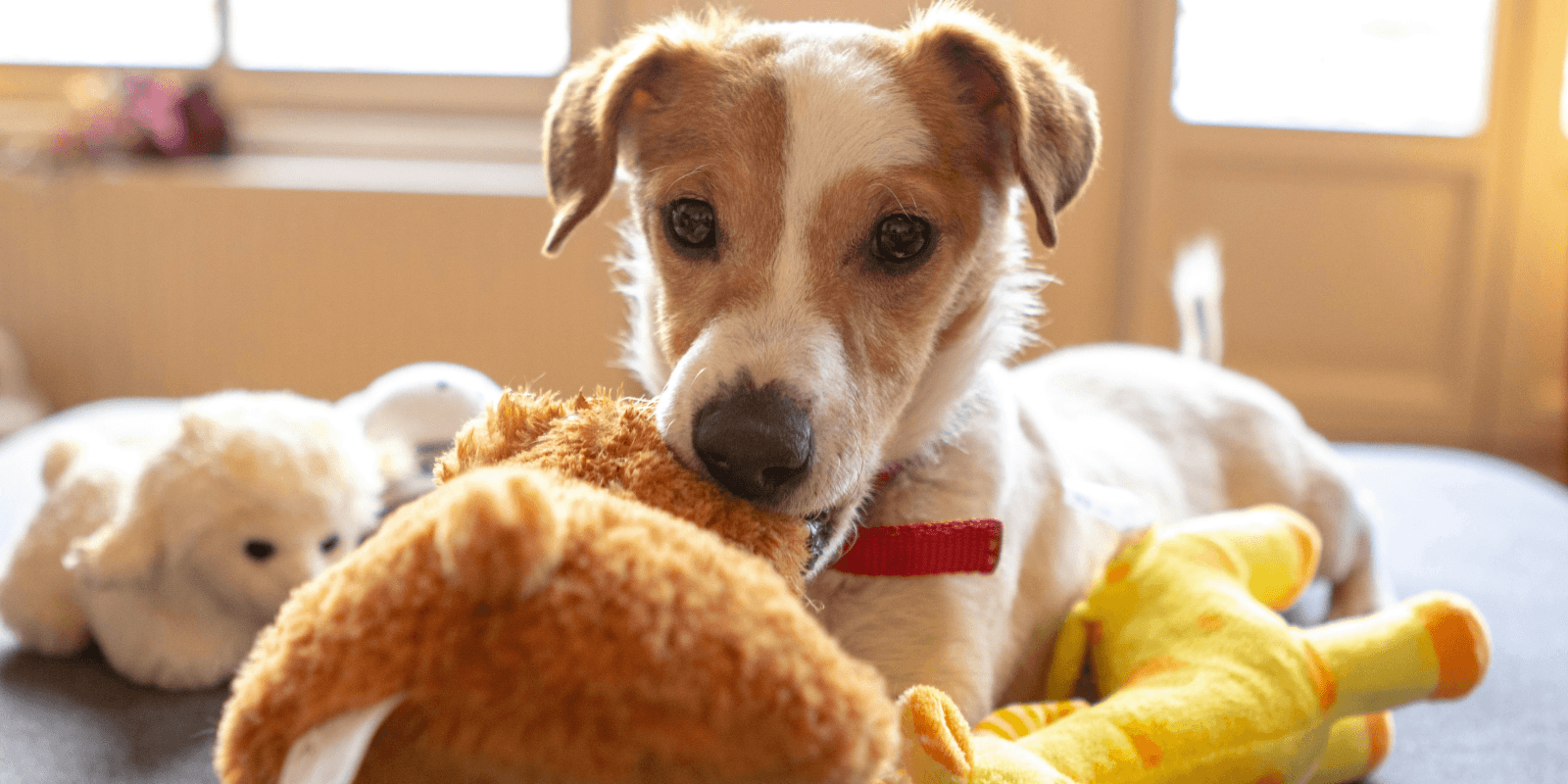 Jack Russel surrounded by dog toys