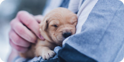 Lab puppy being held in persons arms