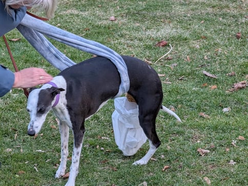 A black and white dog walking outside with a bandage around its leg