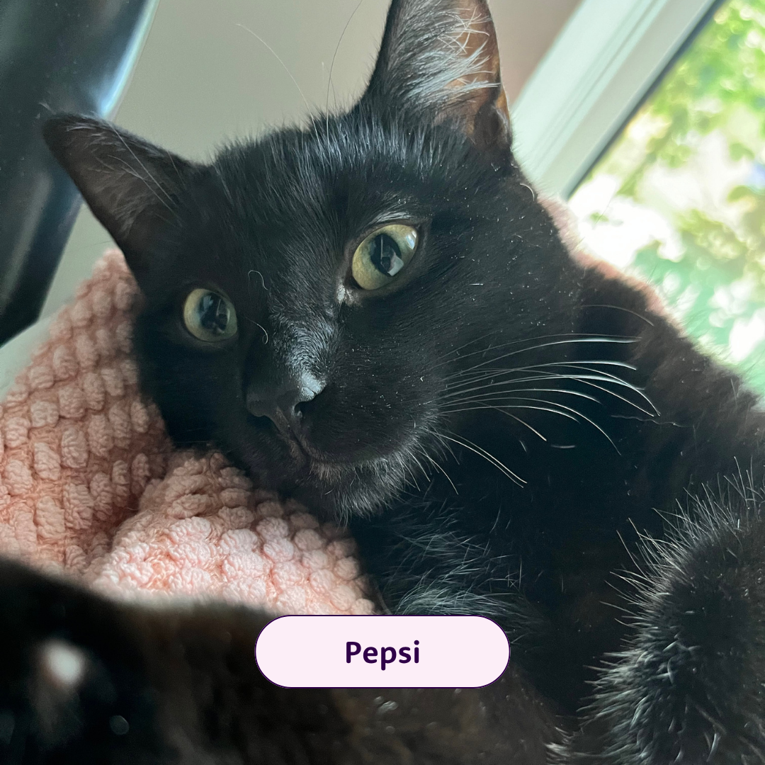Pepsi - Black cat