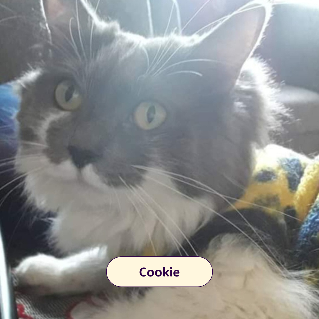 Cookie